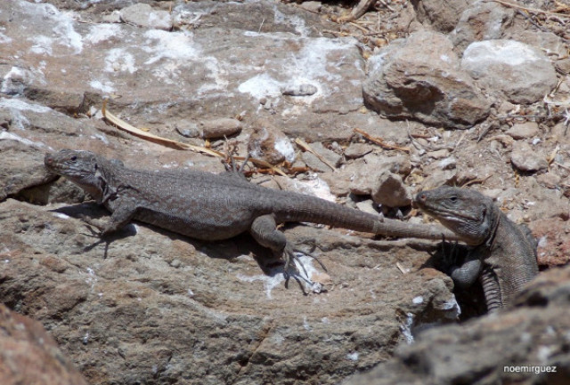 Lagarto Gigante de Tenerife (Gallotia intermedia)