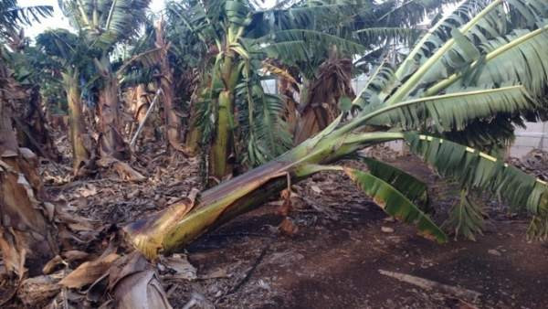 Platanos