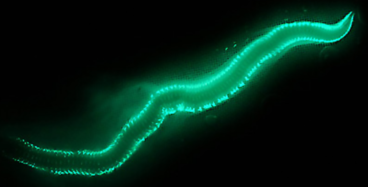 Uno de los gusanos de las Bermudas (Odontosyllis enopla)