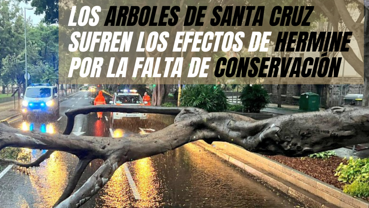 LOS ARBOLES DE SANTA CRUZ SUFREN LOS EFECTOS DE HERMINE POR LA FALTA DE CONSERVACIu00d3N