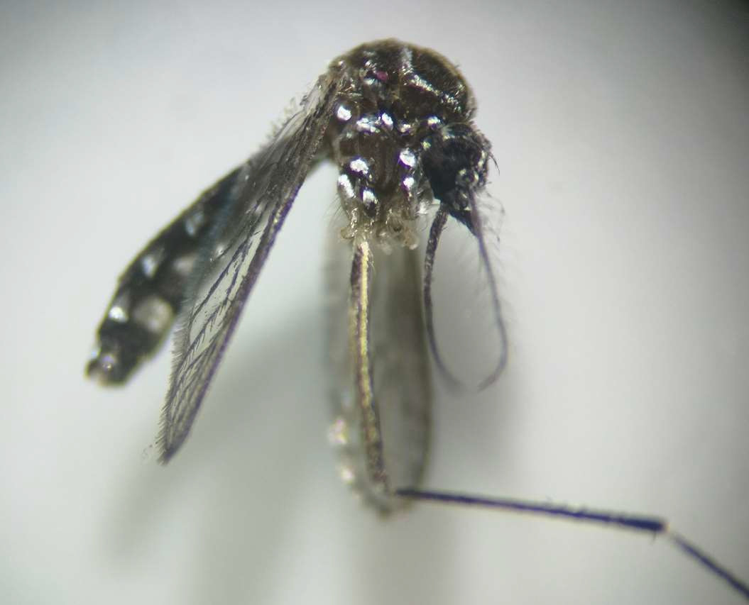 Ejemplar de mosquito Aedes aegypti