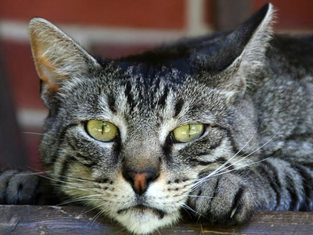 GATO DOMÉSTICO