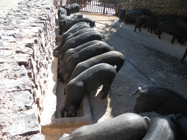 Cochinonegro01