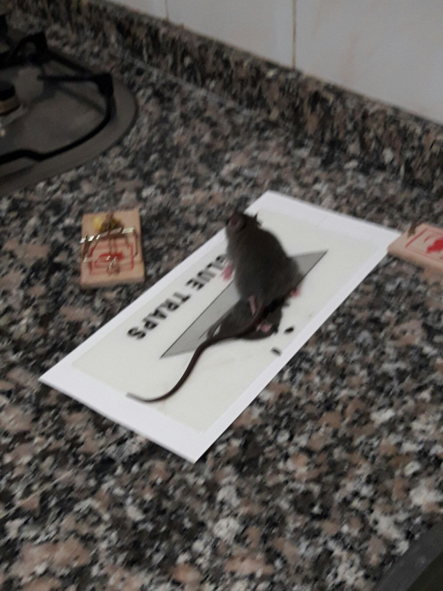 rata