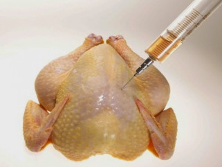 Pollo