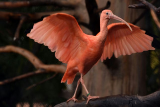 LoroParquevecreceradoscrasdeIbisEscarlata2