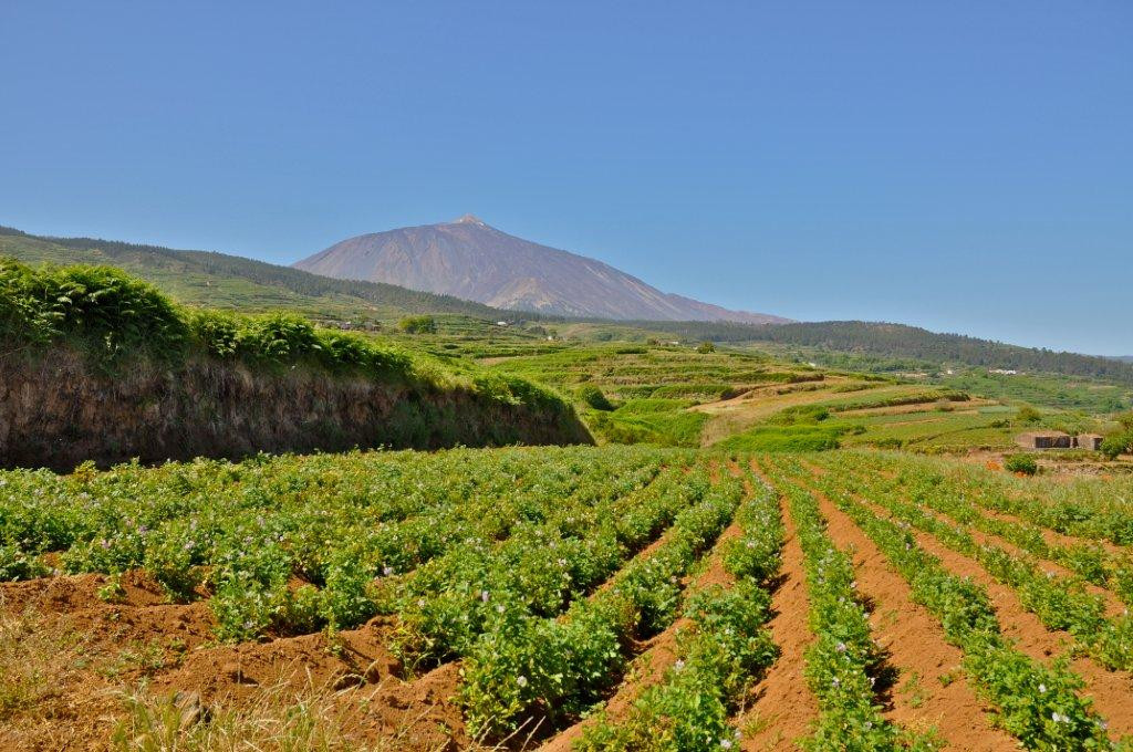 Agricultura