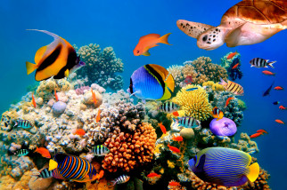 CORAL