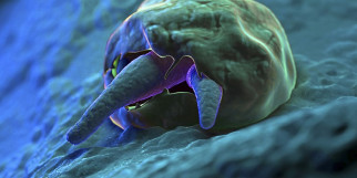 Cryptosporidium
