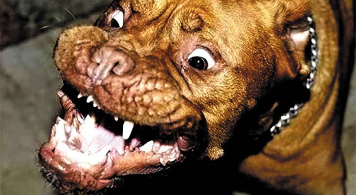 Perro pitbull