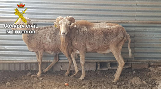 Abandono animales aguimes gc 2018