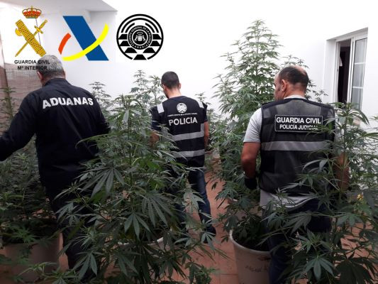 Marihuana en la Oliva 2018