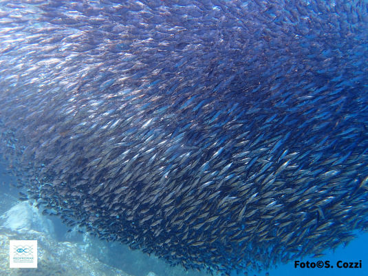 Peces Trompeteros 2018