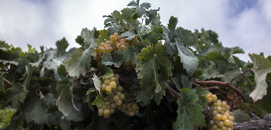 Vinedo tenerife