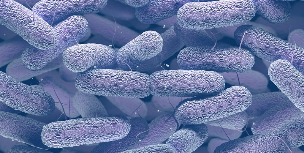 Klebsiella pneumoniae