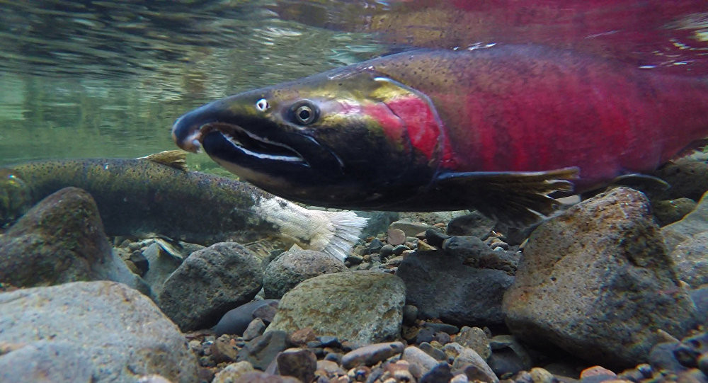 SALMON