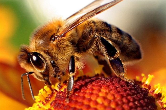 Cientu00edficos advierten sobre la posible desapariciu00f3n de las abejas en los pru00f3ximos au00f1os