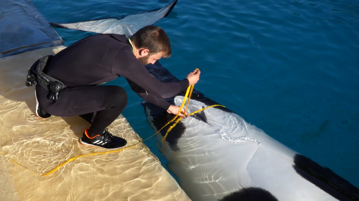 Todo preparado en Loro Parque para recibir a la cru00eda de la orca Morgan (4)