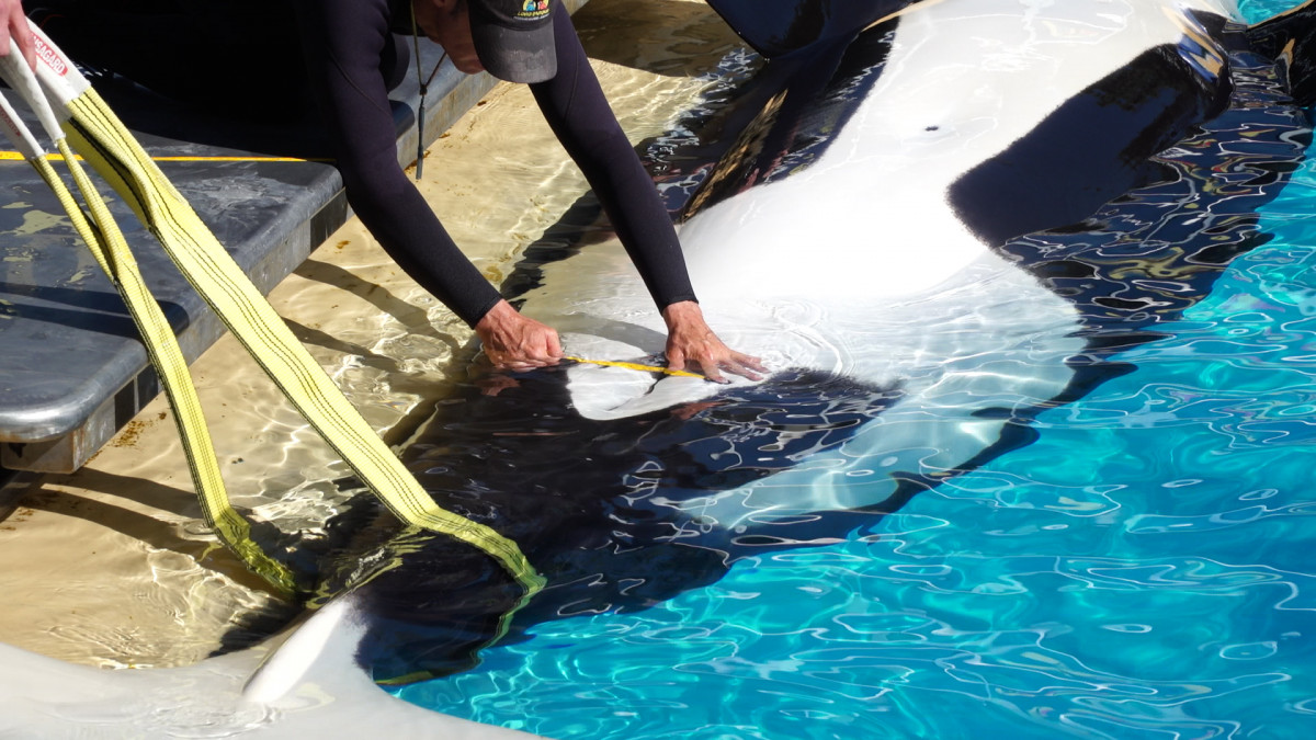 Todo preparado en Loro Parque para recibir a la cru00eda de la orca Morgan (2)