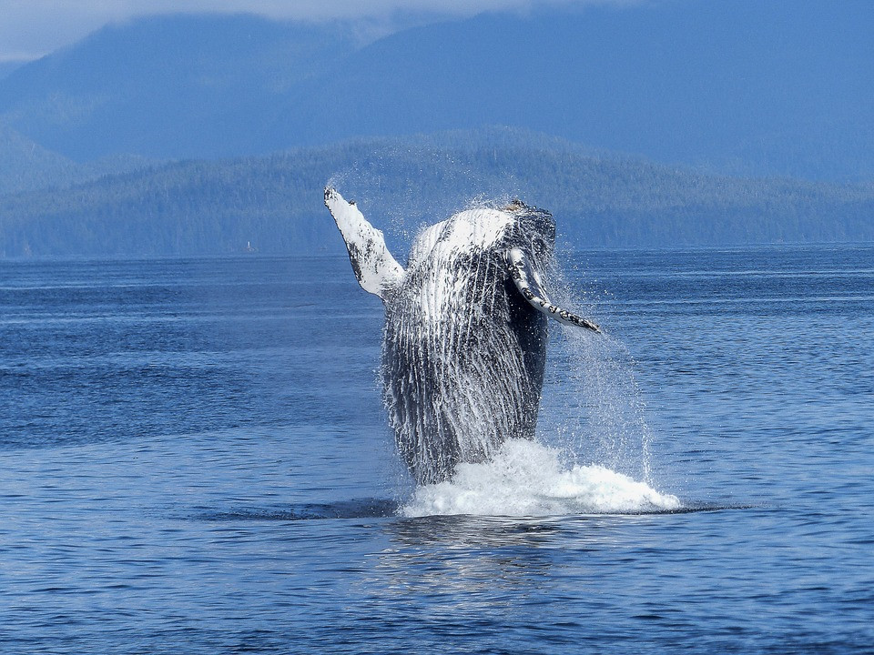 Ballena