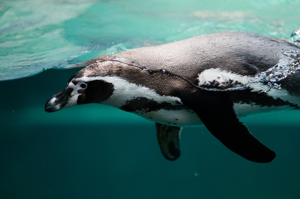 PINGUINO
