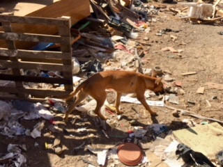 RESCATE DE ANIMALES EN UNA FINCA EN LAS REMUDAS (4)