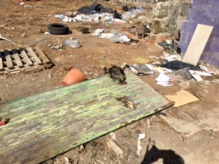RESCATE DE ANIMALES EN UNA FINCA EN LAS REMUDAS (1)