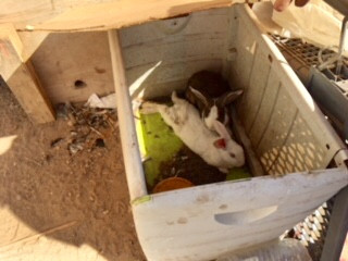 RESCATE DE ANIMALES EN UNA FINCA EN LAS REMUDAS (3)