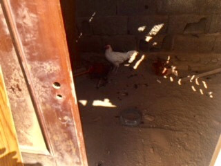 RESCATE DE ANIMALES EN UNA FINCA EN LAS REMUDAS (8)