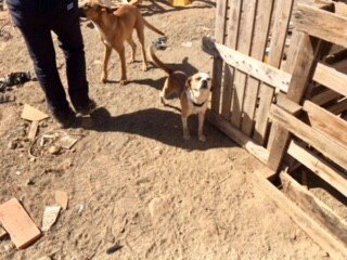 RESCATE DE ANIMALES EN UNA FINCA EN LAS REMUDAS (6)