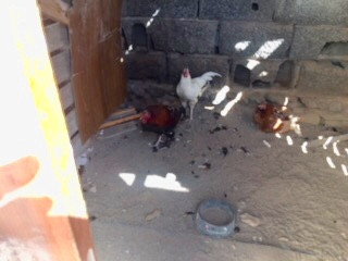 RESCATE DE ANIMALES EN UNA FINCA EN LAS REMUDAS (9)