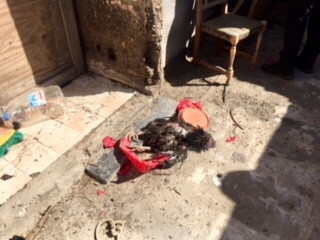 RESCATE DE ANIMALES EN UNA FINCA EN LAS REMUDAS (12)