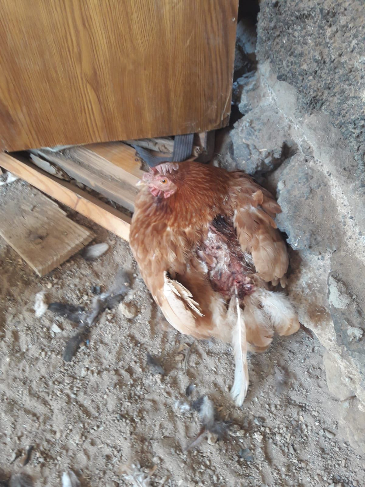 RESCATE DE ANIMALES EN UNA FINCA EN LAS REMUDAS (13)