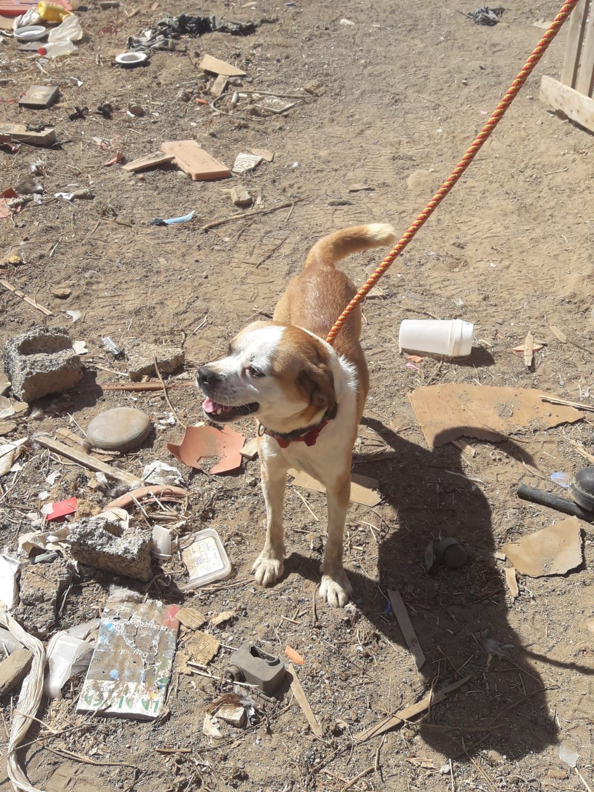 RESCATE DE ANIMALES EN UNA FINCA EN LAS REMUDAS (10)