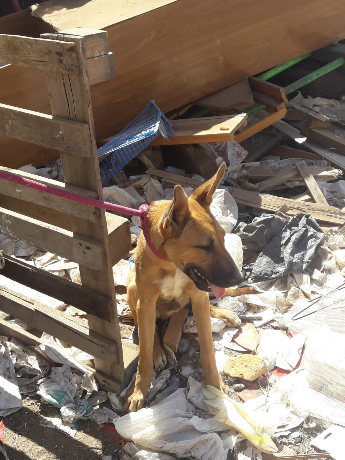 RESCATE DE ANIMALES EN UNA FINCA EN LAS REMUDAS (15)
