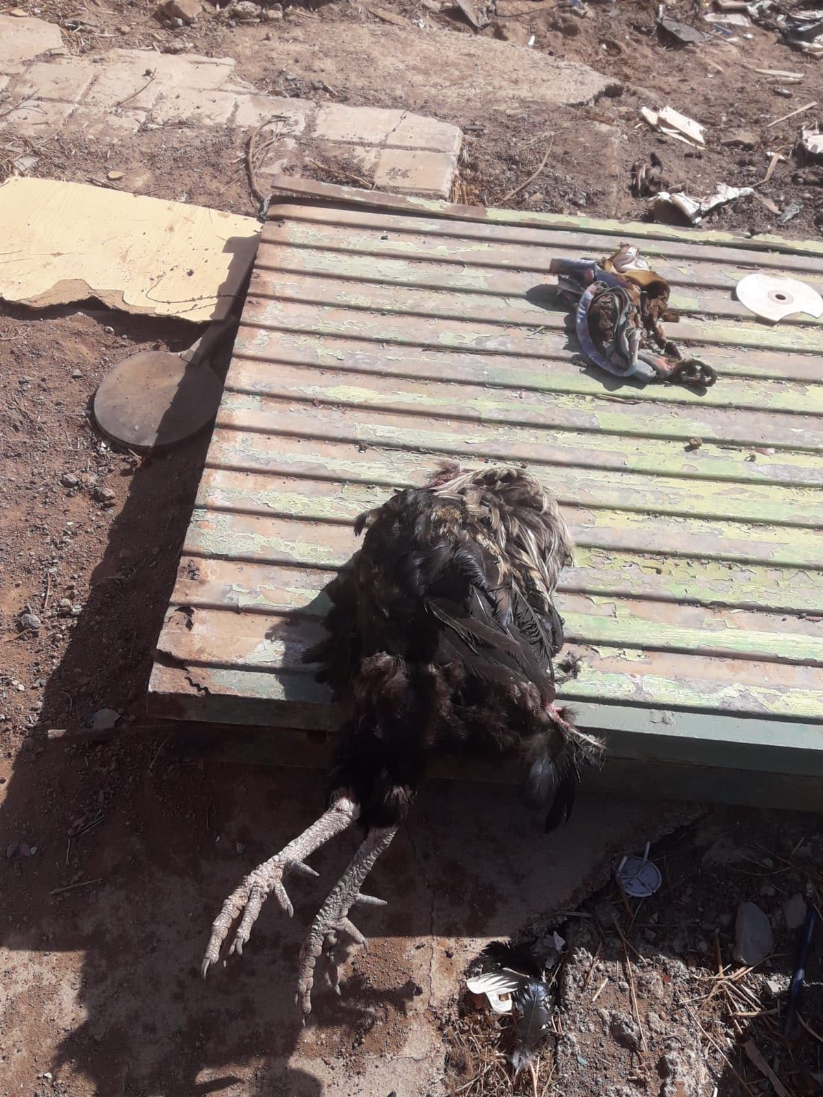 RESCATE DE ANIMALES EN UNA FINCA EN LAS REMUDAS (14)