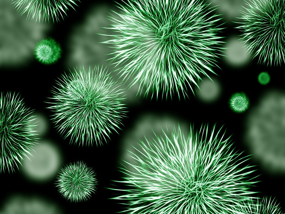 BACTERIA