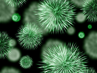 BACTERIA