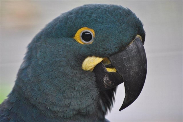 GUACAMAYO DE LEAR