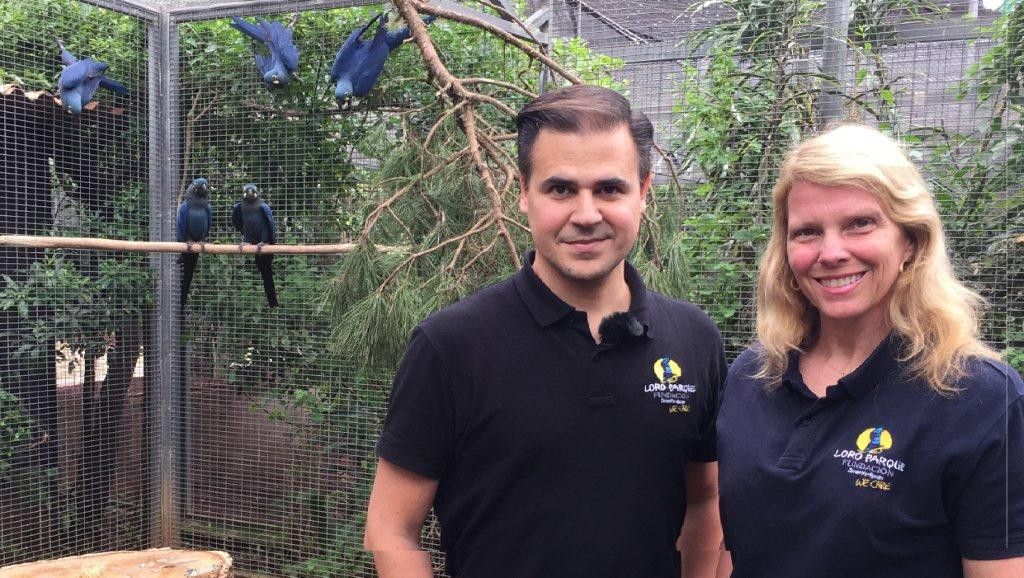 Loro Parque Fundaciu00f3n traslada 6 loros en peligro de extinciu00f3n para su reinserciu00f3n en su medio natural (1)