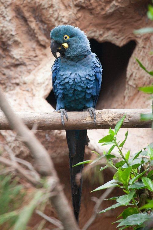 Loro Parque Fundaciu00f3n traslada 6 loros en peligro de extinciu00f3n para su reinserciu00f3n en su medio natural (4)