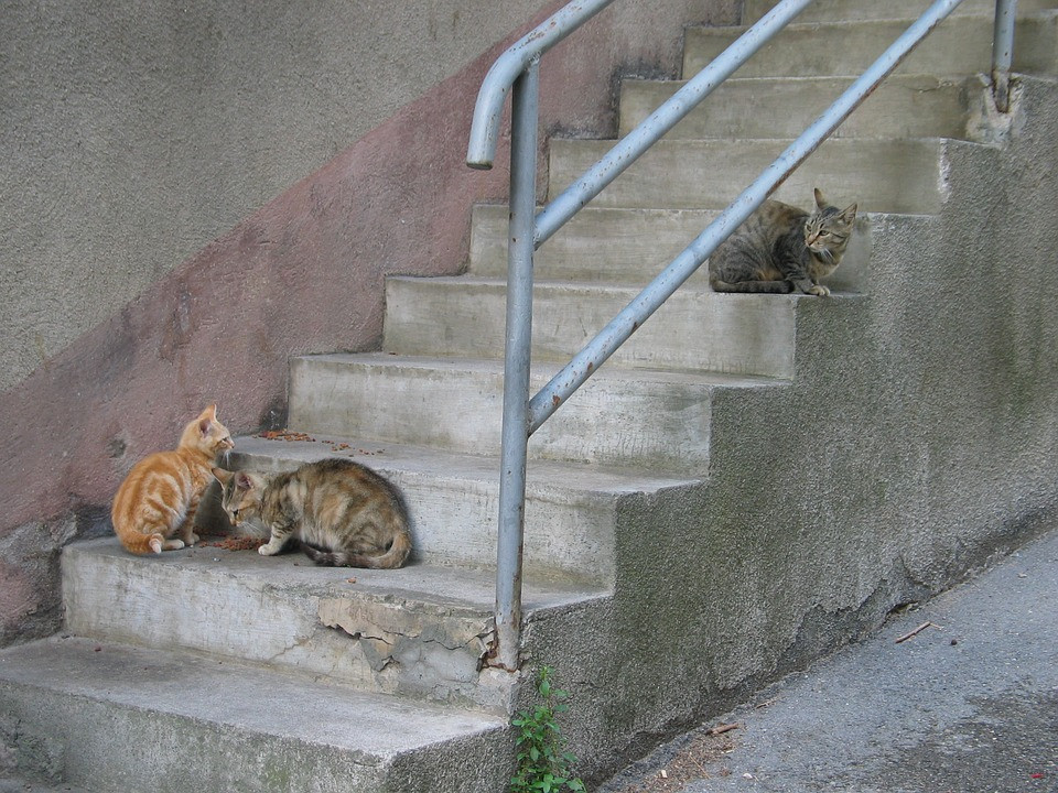 GATOS