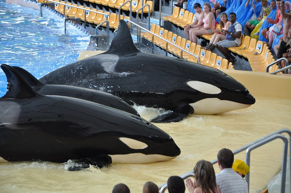 ORCAS