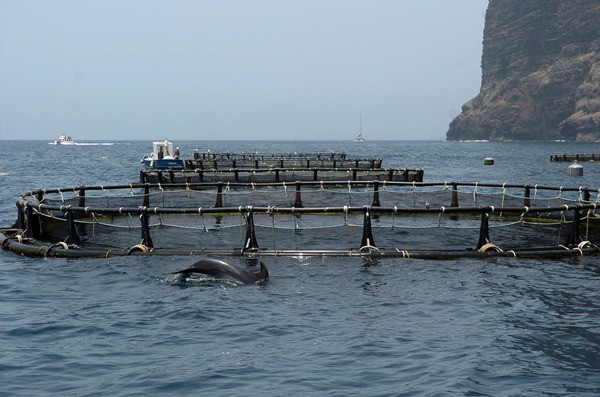 ACUICULTURA CANARIAS