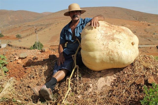 Calabaza