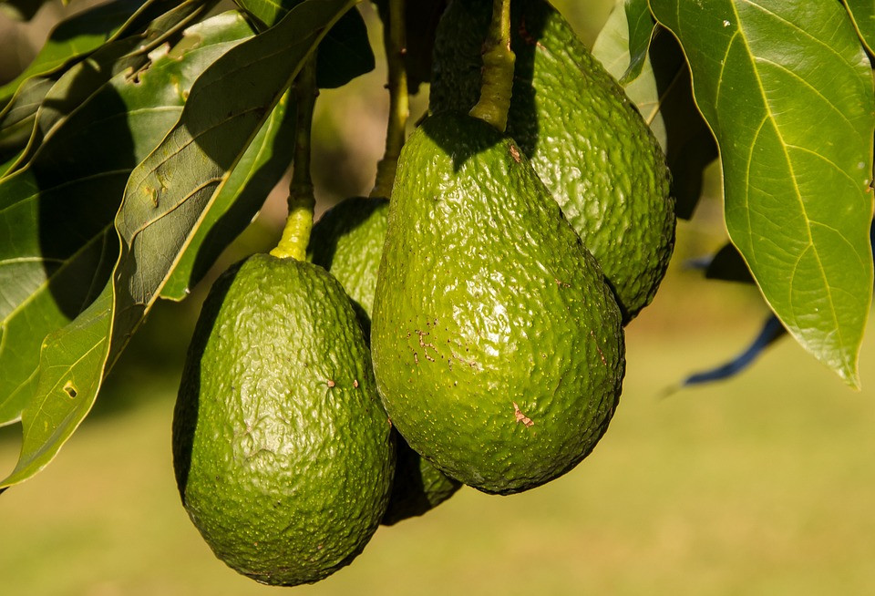 AGUACATES