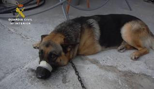 PERRO