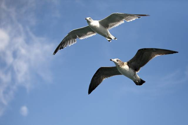 AVES