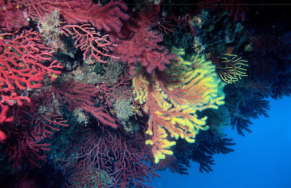 GORGONIAS