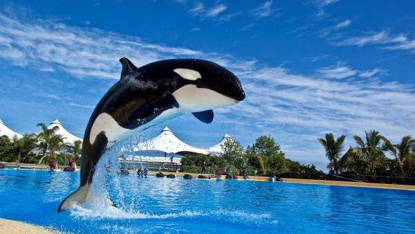 LORO PARQUE